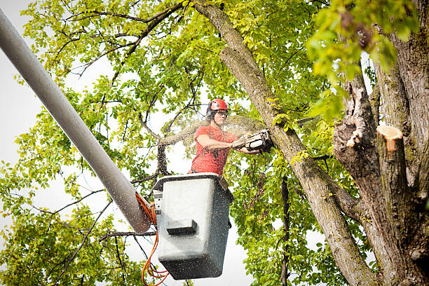 Reliable Lampeter, PA Tree Service Solutions